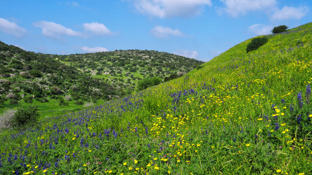 istock Green Hills in Ella Valley 1171944139