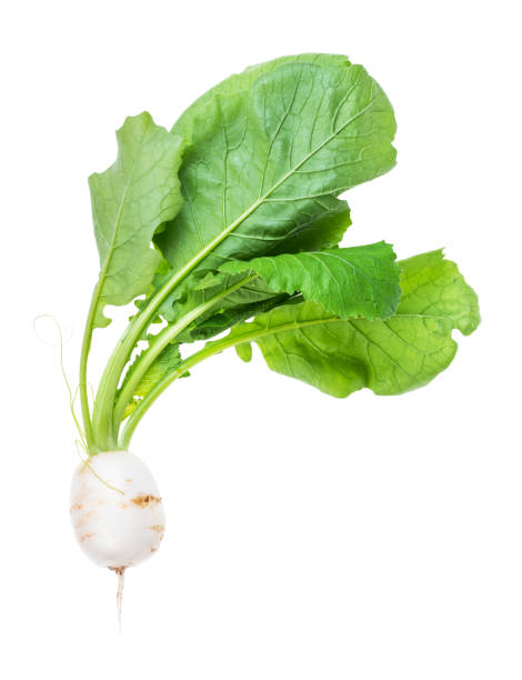 kokabu weißer salat rübe mit blättern ausschnitt - turnip leaf vegetable green freshness stock-fotos und bilder