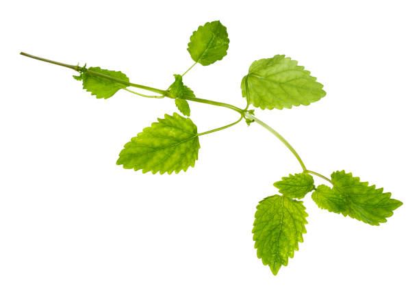 fresh twig of lemon balm (melissa officinalis) plant cutout on white background