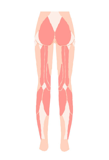 illustrations, cliparts, dessins animés et icônes de à quoi ressemblent les muscles du bas du corps - human muscle the human body anatomy body