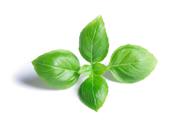 istock Green basil leaves isolated on white background 1171944793