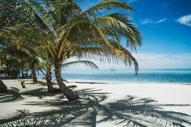 istock Tropical island palm beach 1171948029