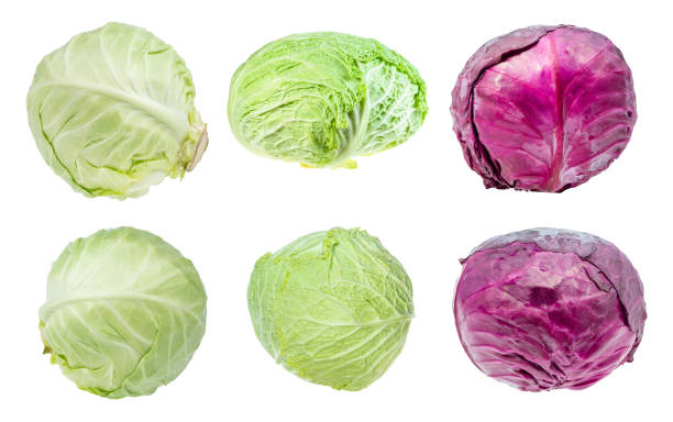 various fresh head cabbages cut out on white - head cabbage imagens e fotografias de stock