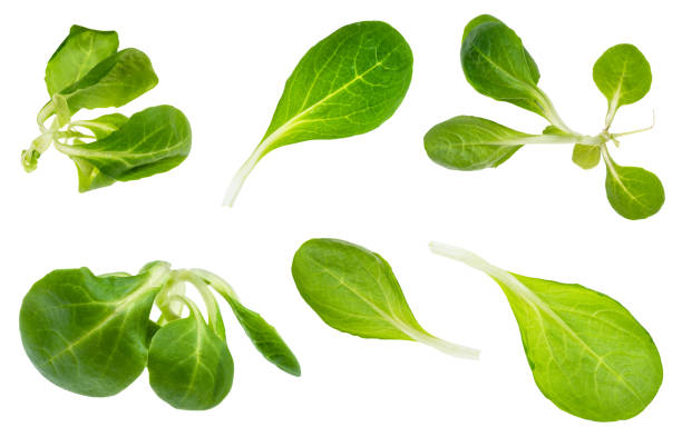 green twigs and leaves of fresh corn salad plant green twigs and leaves of fresh corn (mache) salad plant cut out on white background corn salad stock pictures, royalty-free photos & images