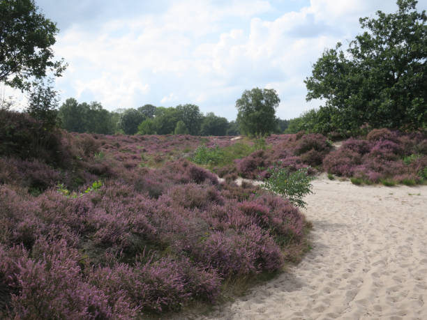 istock view on the moorlands blooming purple on a late august day 1171948331