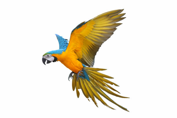 Parrot Blue and gold macaw parrot isolated on white gold and blue macaw photos stock pictures, royalty-free photos & images