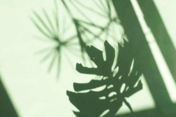 istock Abstract shadow background of natural leaves tree branch falling on neo mint color wall texture for background and wallpaper. 1171948836