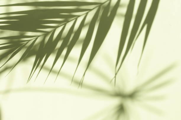 istock Abstract shadow background of natural leaves tree branch falling on neo mint color wall texture for background and wallpaper. 1171949862