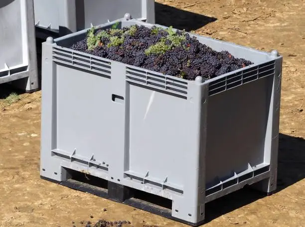 Photo of Large plastic bulk bin for processing food industry, full of freshly harvested grapes