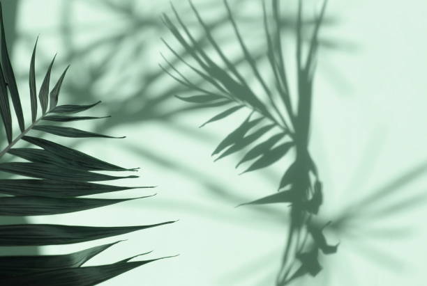 istock Abstract shadow background of natural leaves tree branch falling on neo mint color wall texture for background and wallpaper. 1171951191