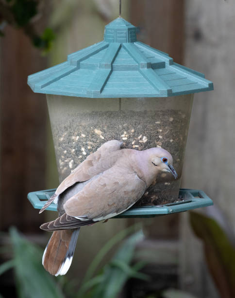 istock White-Winged Dove Standing on Bird Feeder 1171951449