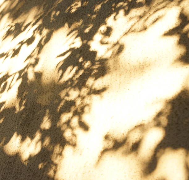 istock Abstract shadow background of natural leaves tree branch falling on textured brown wall  for background and wallpaper. 1171953422