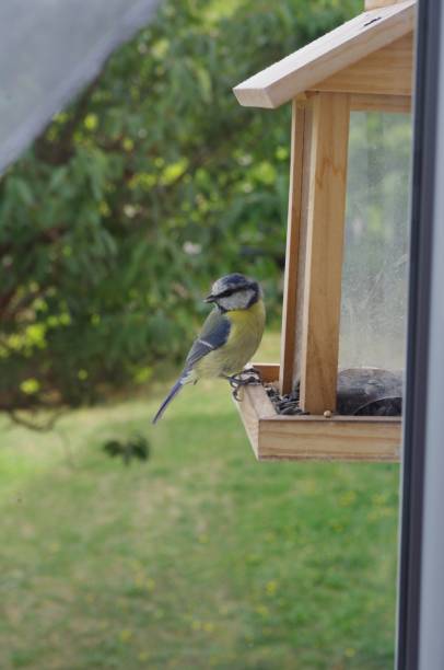 istock Tit near a feeder 1171953812