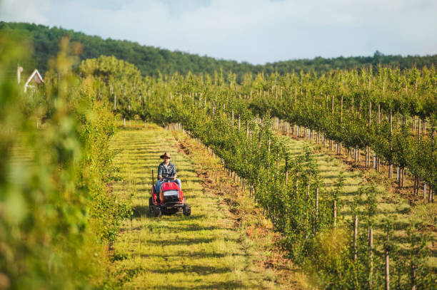 istock A mature farmer driving mini tractor outdoors in orchard. 1171954474