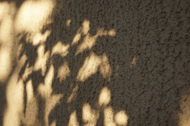 istock Abstract shadow background of natural leaves tree branch falling on textured brown wall  for background and wallpaper. 1171954760