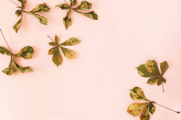 istock Autumn dried leaves on pastel pink background top view with copy space 1171954883