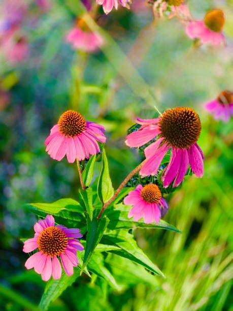 istock Colorful Wildflowers 1171955088