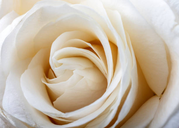 istock White rose. Flower as background. Macro. 1171955888