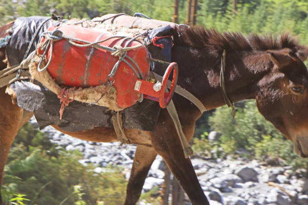 LPG cylinder being carried on donkey at hilly area
