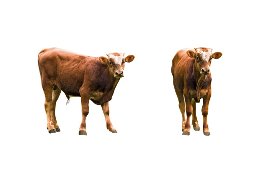 Front and side view of brown bull calf isolated on white background
