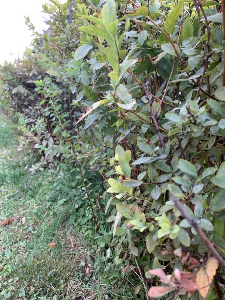 istock Green bushes in close up mode 1171956264