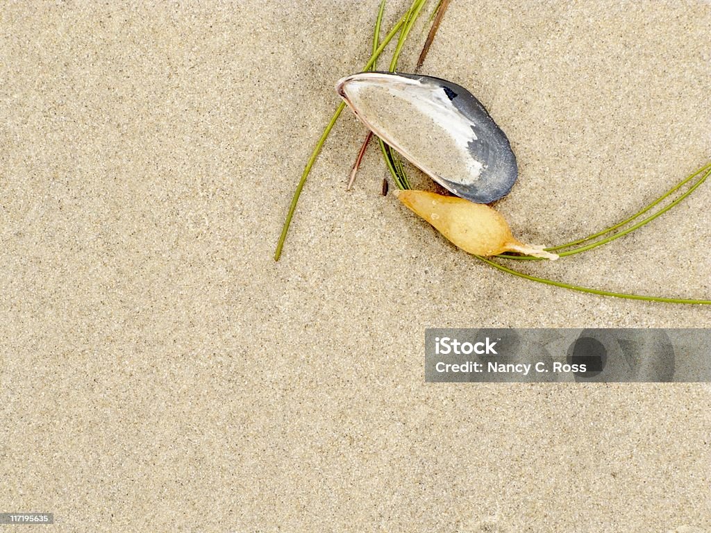 Морские водоросли и основа в песок Пляж Скал, абстрактный фон, Copyspace - Стоковые фото California Mussel роялти-фри