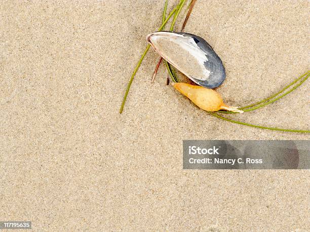 Морские Водоросли И Основа В Песок Пляж Скал Абстрактный Фон Copyspace — стоковые фотографии и другие картинки California Mussel