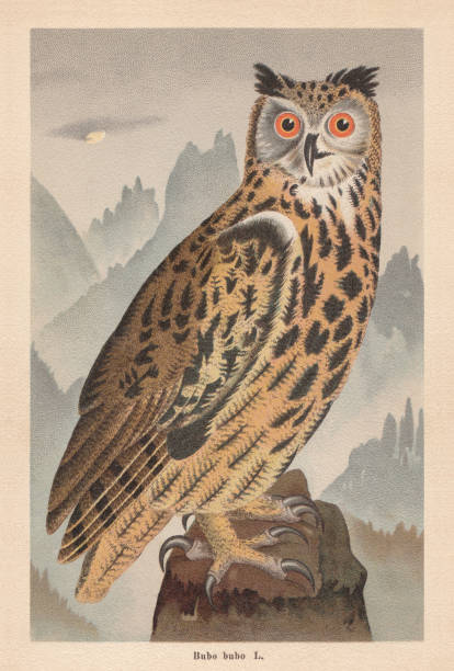 ilustraciones, imágenes clip art, dibujos animados e iconos de stock de búho-águila euroasiática (bubo bubo), cromolitógrafo, publicado en 1896 - mountain engraving drawing illustration and painting