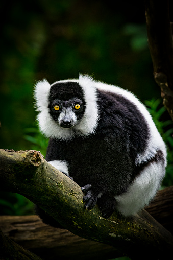 Portrait of Black and White Ruffed Lemur sitting on a tree.