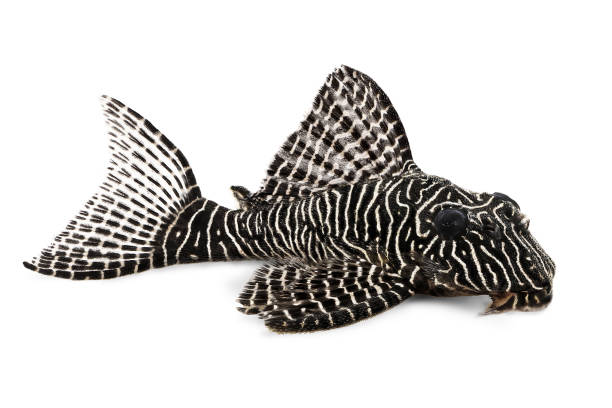 Queen Pleco Catfish L-260 Queen Arabesque Hypostomus sp Plecostomus aquarium fish Queen Pleco Catfish L-260 Queen Arabesque Hypostomus sp Plecostomus aquarium fish loricariidae stock pictures, royalty-free photos & images