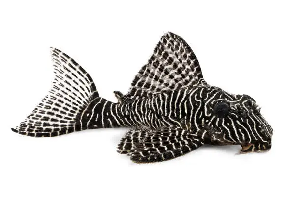 Photo of Queen Pleco Catfish L-260 Queen Arabesque Hypostomus sp Plecostomus aquarium fish