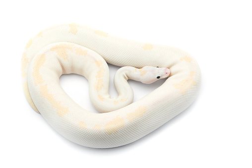 Royal Python White The Royal Python Isolated On White Background Stock Photo - Download ...