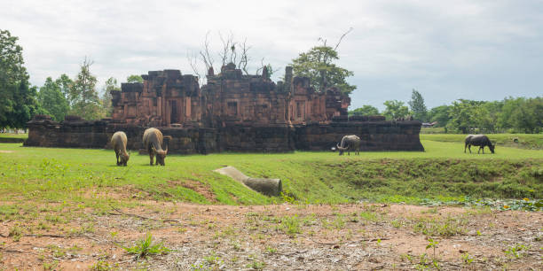 istock Buffalo in Prasat Pueai Noi 1171958876