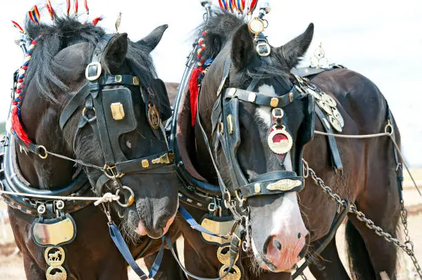 Photo of Eyes left, Shire horses, England, UK