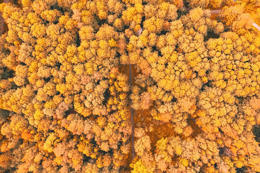 Autumn bright yellow trees in a park with hiking trails, aerial top view look down.