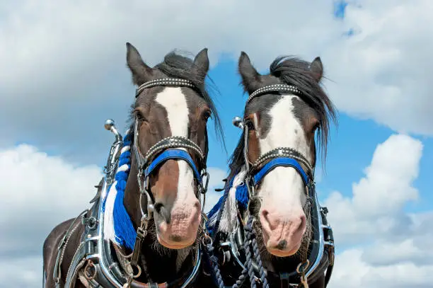 Photo of Shire horses in harness, England, UK