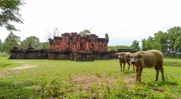 istock Buffalo at Prasat Pueai Noi 1171960298
