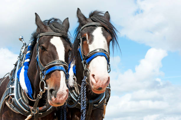 istock Matched pair of heavy horses, England, UK 1171961772