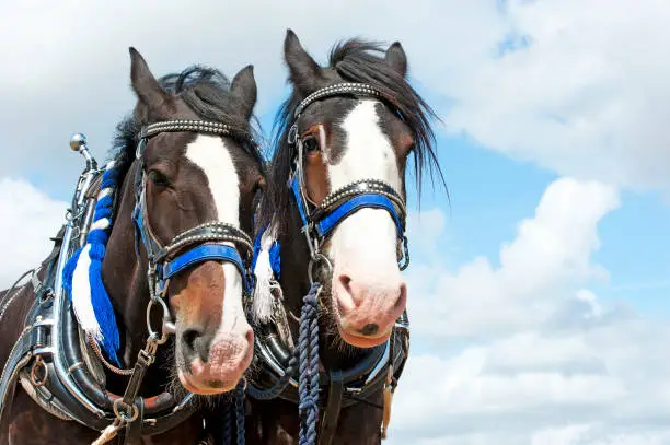 Photo of Matched pair of heavy horses, England, UK