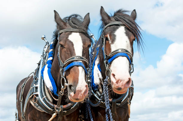istock A well earned break, shire horses, England, UK 1171961839