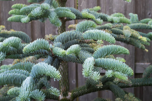 ветви молодой благородной ели (abies procera) в ботаническом саду весной. - noble fir стоковые фото и изображения