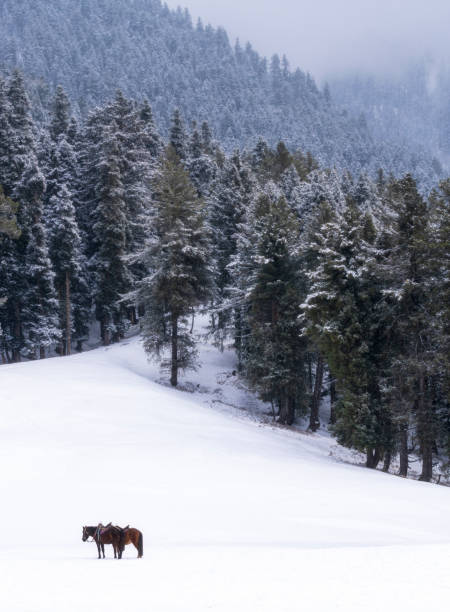 a pair of horses with snowy pine trees in background