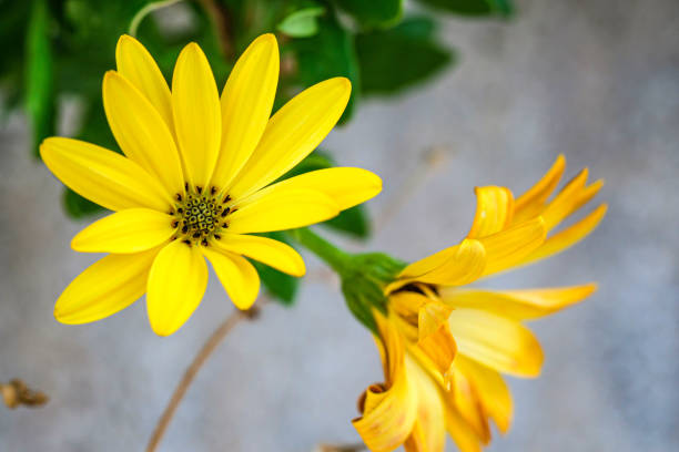 Heliopsis helianthoides (L.) Sweet, Helianthus