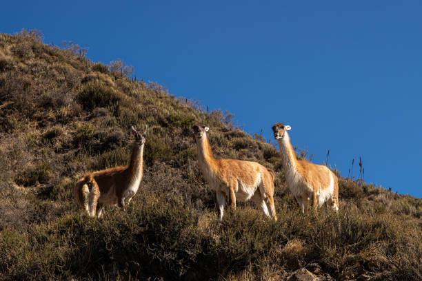 portrait of a guanaco in close-up on a homogeneous background. photo