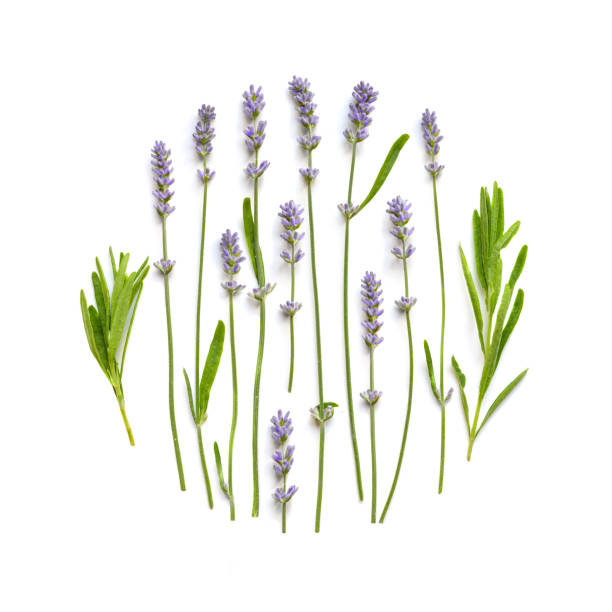 istock Lavender flowers floral ornament on a white 1171968357