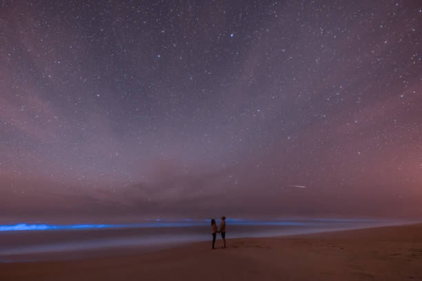 Love under the stars Couple holding hands at night on the beach while looking at the stars as bio-luminescent zooplankton bloom and glow with a shooting star in the sky. bioluminescence water stock pictures, royalty-free photos & images