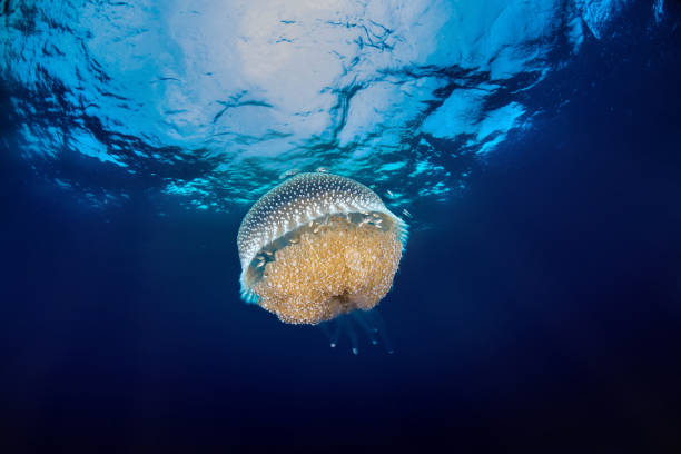 istock jelly fish with clear blue water underwater scene 1171968616