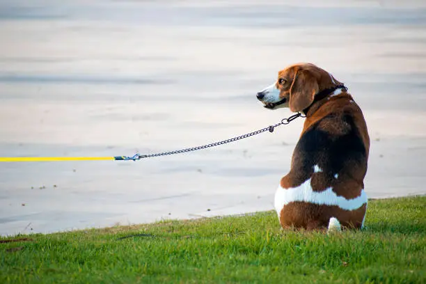 Photo of Cute Beagle leashed waits to his owner