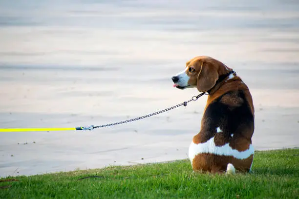 Photo of Cute Beagle leashed waits to his owner