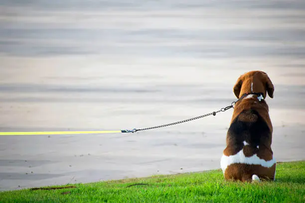 Photo of Cute Beagle leashed waits to his owner